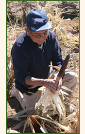 Pueblo man harvesting corn.