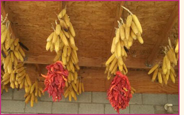 Chile peppers strung in bundles and hanging from rafters with corn.