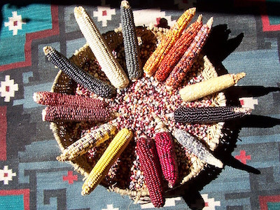 Hopi Corn Varieties Photo